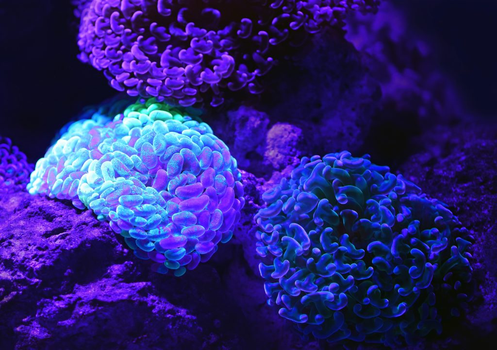 corals that remind of brains