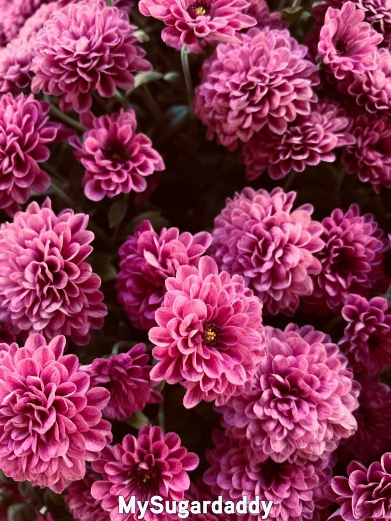 pink dahlias representing gratitude